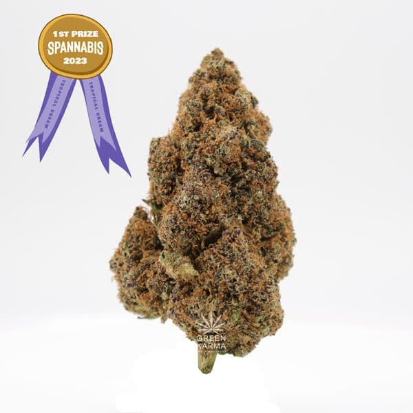 Tropical Dream CBD 20% - GreenKarma