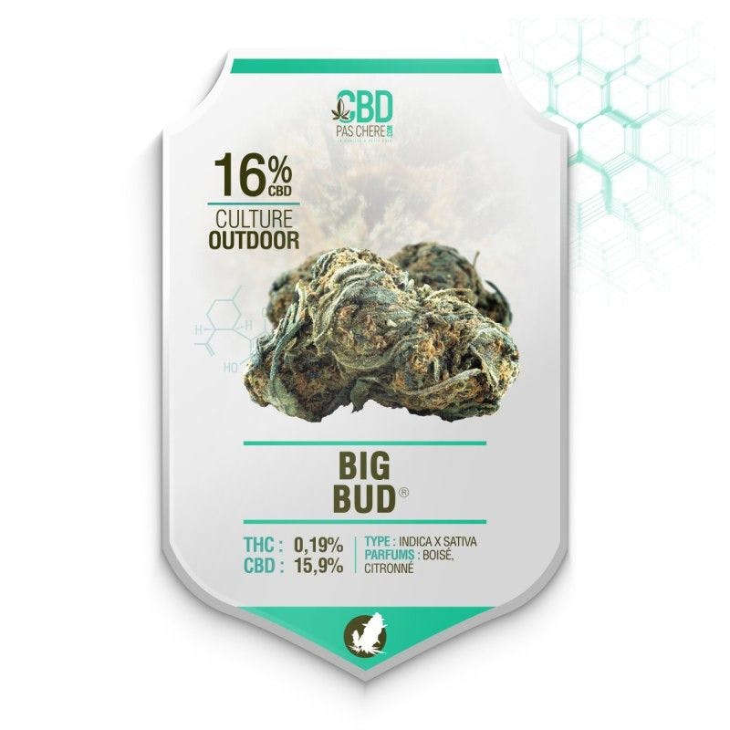 Big Bud CBD 16% - Cbdpaschere